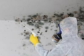 Best Black Mold Removal in USA